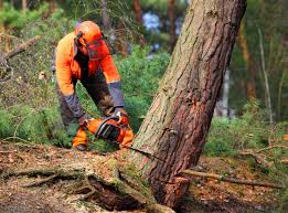 Best Seasonal Cleanup (Spring/Fall)  in Fort Llins, CO