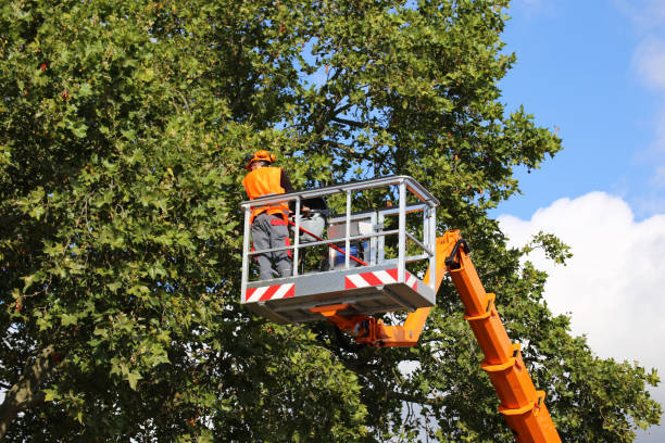 Best Emergency Tree Removal  in Fort Llins, CO