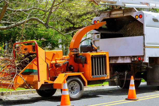 Best Commercial Tree Services  in Fort Llins, CO