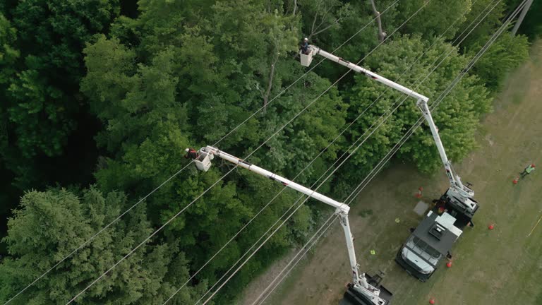 How Our Tree Care Process Works  in  Fort Collins, CO